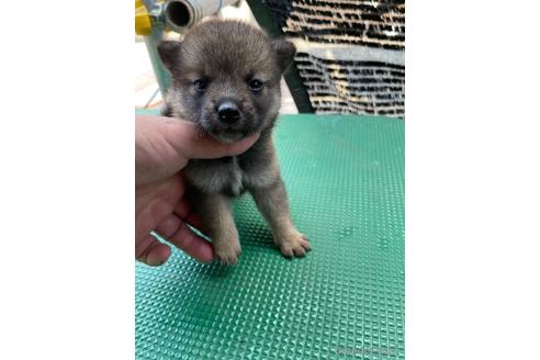 成約済の広島県の柴犬-190371の10枚目