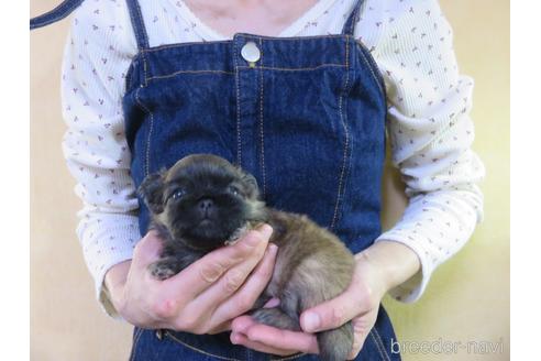 成約済の愛知県のペキニーズ-190373の28枚目