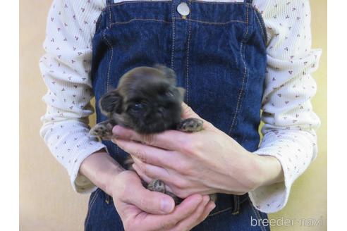 成約済の愛知県のペキニーズ-190373の26枚目