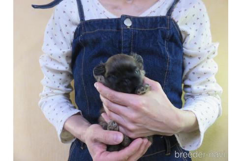 成約済の愛知県のペキニーズ-190373の25枚目