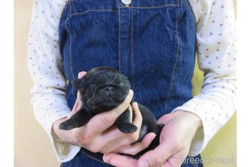 成約済の愛知県のペキニーズ-190376の3枚目