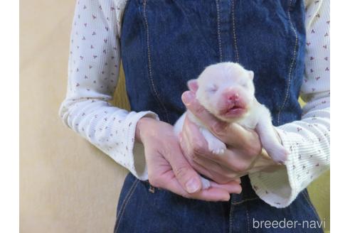 成約済の愛知県のポメラニアン-190378の23枚目