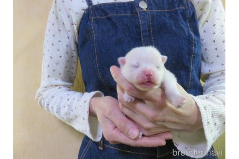 成約済の愛知県のポメラニアン-190378の22枚目