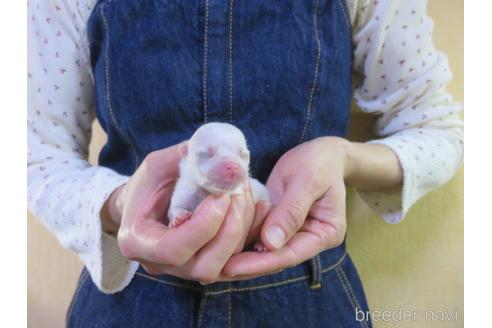 成約済の愛知県のポメラニアン-190380の3枚目