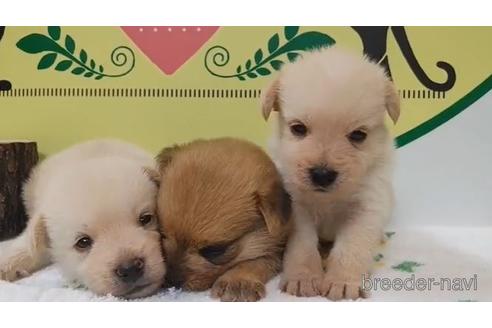 成約済の栃木県のミックス犬-190382の2枚目