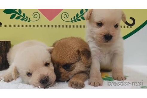 成約済の栃木県のミックス犬-190382の1枚目
