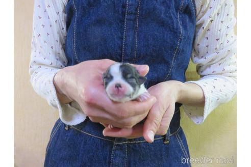 成約済の愛知県のポメラニアン-190383の13枚目