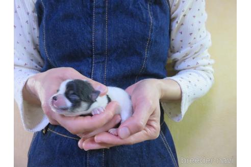 成約済の愛知県のポメラニアン-190383の11枚目