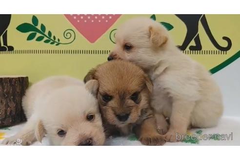 成約済の栃木県のミックス犬-190384の2枚目
