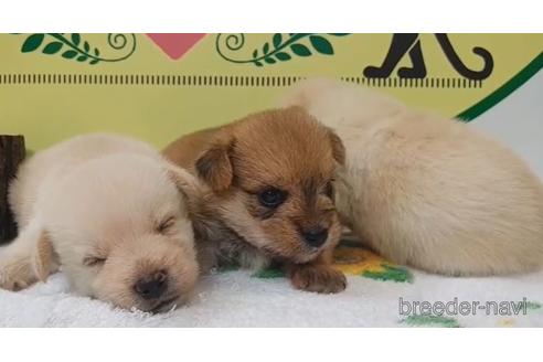 成約済の栃木県のミックス犬-190385の2枚目