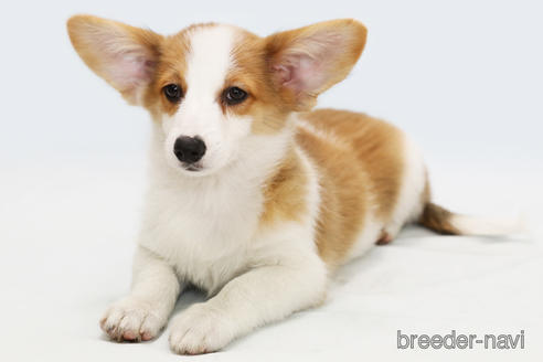 ミックス パピコー パピヨン コーギー の子犬を探す ブリーダーナビ