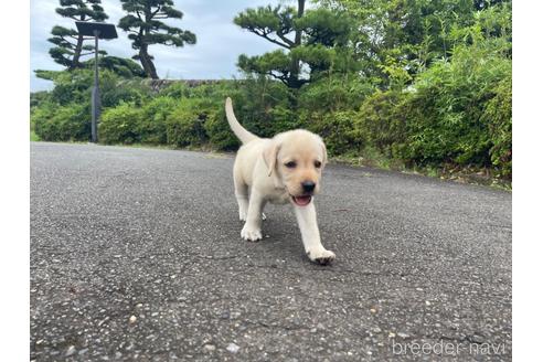 成約済の茨城県のラブラドールレトリーバー-190338の3枚目