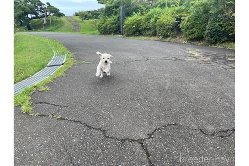 成約済の茨城県のラブラドールレトリーバー-190222の6枚目
