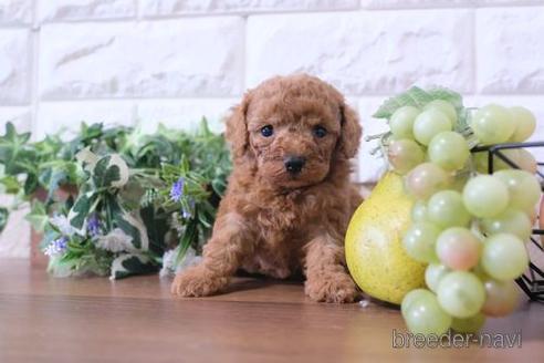 成約済の滋賀県のトイプードル-190472の1枚目