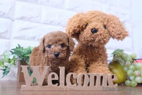 成約済の滋賀県のトイプードル-190472の4枚目