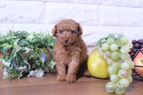成約済の滋賀県のトイプードル-190473