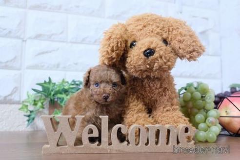 成約済の滋賀県のトイプードル-190473の4枚目