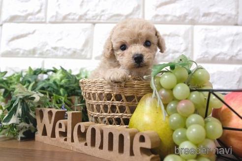 成約済の滋賀県のトイプードル-190482の1枚目