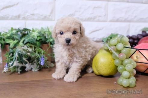 成約済の滋賀県のトイプードル-190482の4枚目