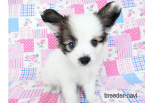 成約済の千葉県のパピヨン-189401の11枚目