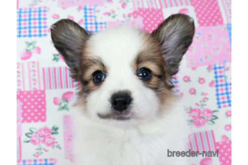 成約済の千葉県のパピヨン-189404の1枚目