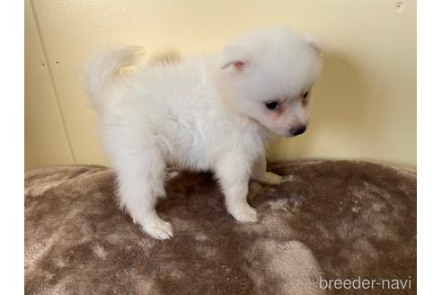 成約済の愛知県の日本スピッツ-190496の2枚目