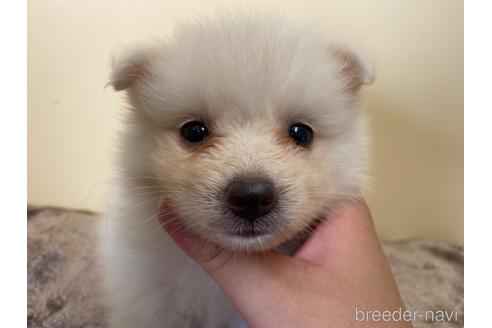 成約済の愛知県の日本スピッツ-190496の3枚目