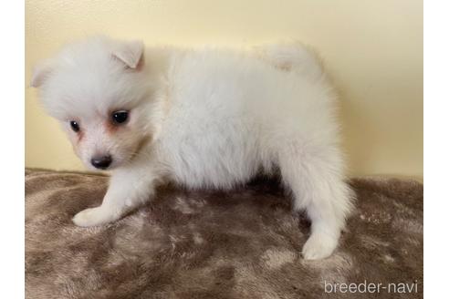 成約済の愛知県の日本スピッツ-190496の4枚目