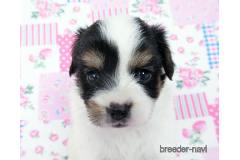 成約済の千葉県のパピヨン-190493の5枚目