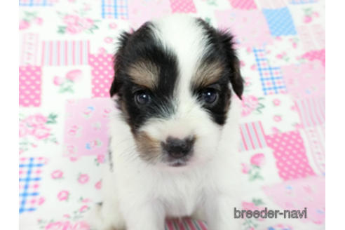 成約済の千葉県のパピヨン-190493の6枚目