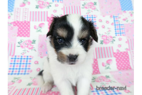 成約済の千葉県のパピヨン-190493の7枚目