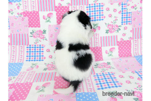 成約済の千葉県のパピヨン-190493の8枚目