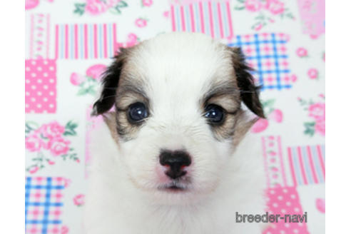 成約済の千葉県のパピヨン-190495の5枚目