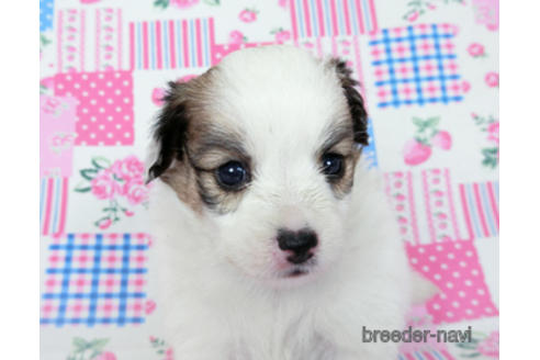 成約済の千葉県のパピヨン-190495の6枚目