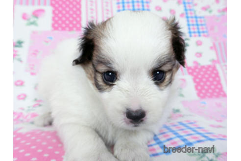 成約済の千葉県のパピヨン-190495の7枚目