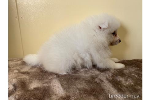 成約済の愛知県の日本スピッツ-190498の2枚目