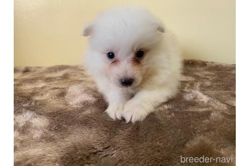 成約済の愛知県の日本スピッツ-190498の1枚目