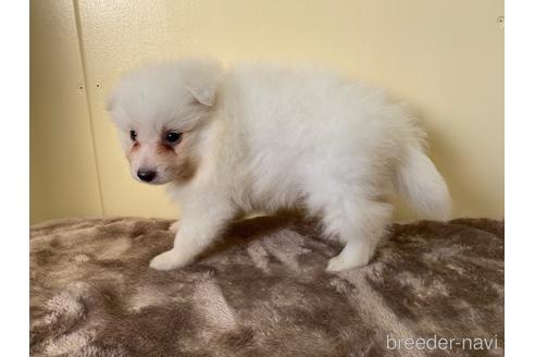 成約済の愛知県の日本スピッツ-190498の3枚目