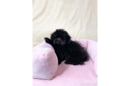 成約済の茨城県のタイニープードル-188292の2枚目