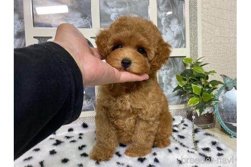 成約済の京都府のティーカッププードル-190516の4枚目