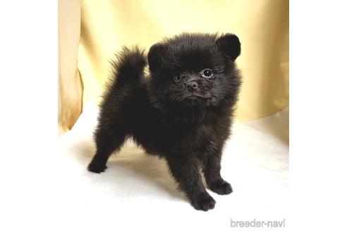 成約済の茨城県のミックス犬-185849の53枚目