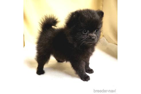 成約済の茨城県のミックス犬-185849の54枚目