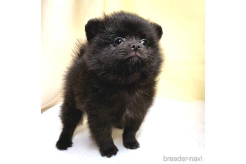 成約済の茨城県のミックス犬-185849の51枚目
