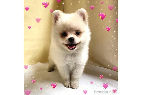 成約済の茨城県のミックス犬-185867の3枚目