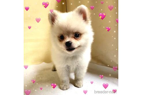 成約済の茨城県のミックス犬-185867の4枚目