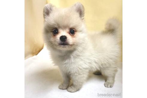 成約済の茨城県のミックス犬-185867の5枚目