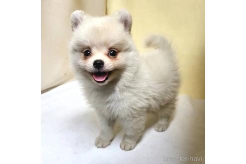 成約済の茨城県のミックス犬-185867の2枚目