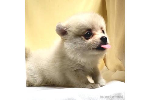 成約済の茨城県のミックス犬-185858の12枚目