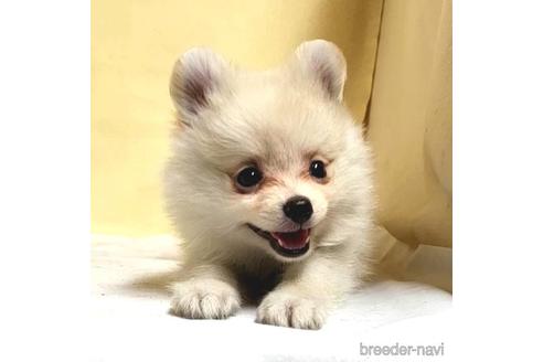 成約済の茨城県のミックス犬-185858の14枚目