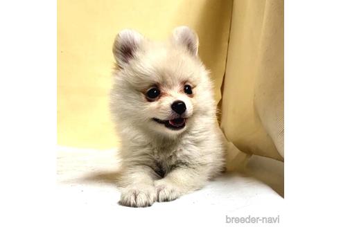 成約済の茨城県のミックス犬-185858の15枚目